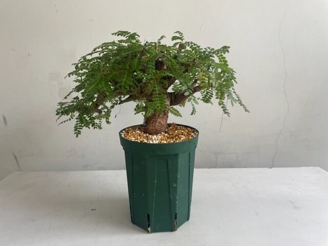 boswellia neglecta ボスウェリア ネグレクタ | Wild Fauna an boswellia neglecta ボスウェリア ネグレクタ | Wild Fauna an