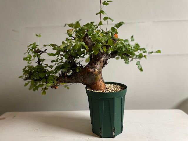 Commiphora boranensis コミフォラ ボラネンシス | Wild Fauna