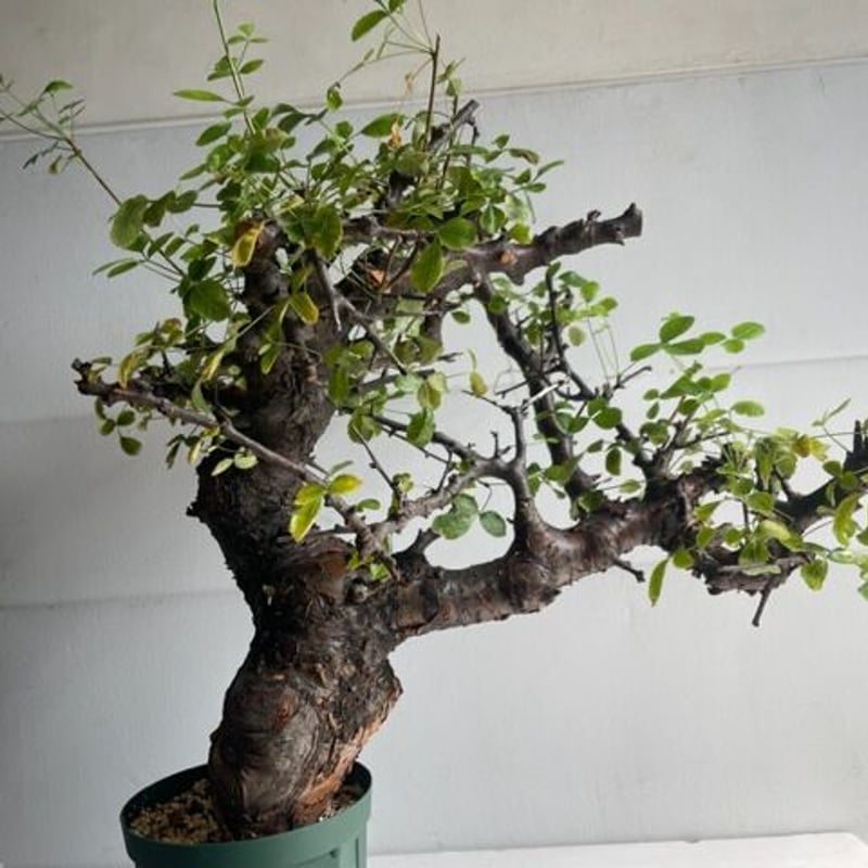 も*ま様 コミフォラ ボラネンシス Commiphora Boranensis Commiphora boranensis コミフォラ ボラネンシス | Wild Fauna