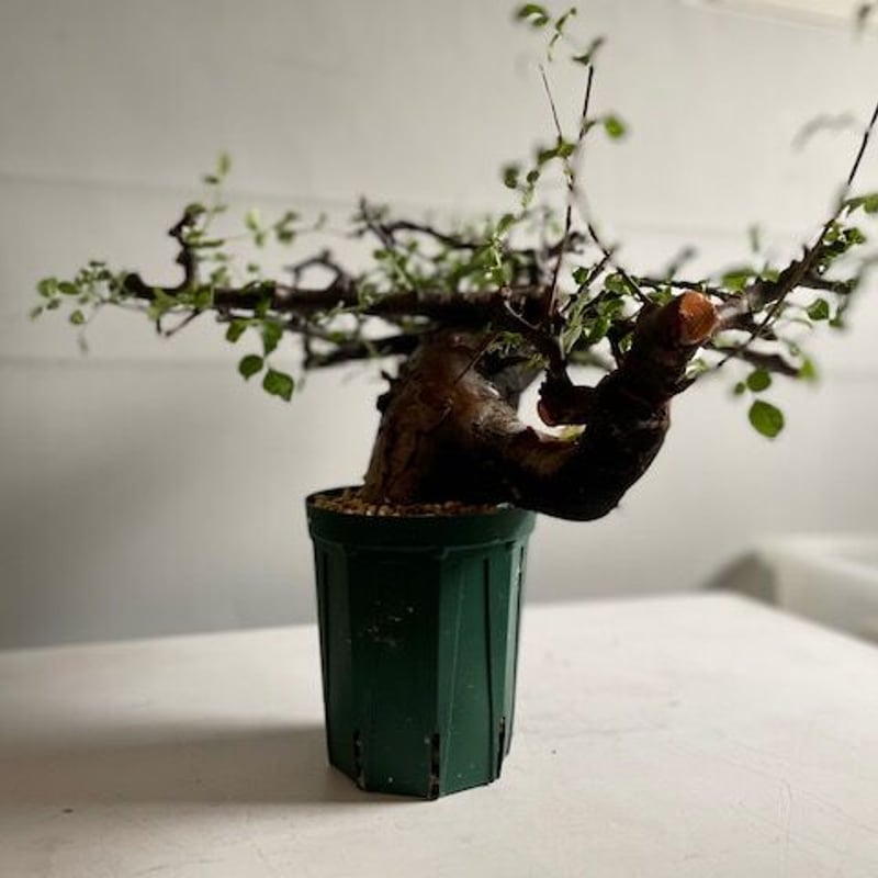Commiphora boranensis コミフォラ ボラネンシス | Wild Fauna