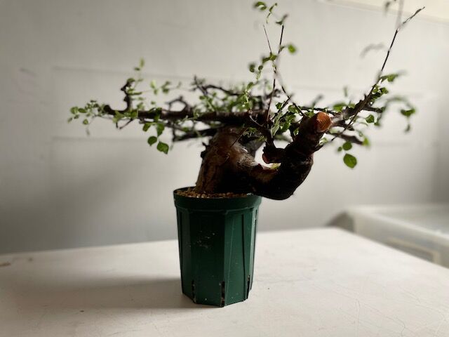 Commiphora boranensis コミフォラ ボラネンシス | Wild Fauna