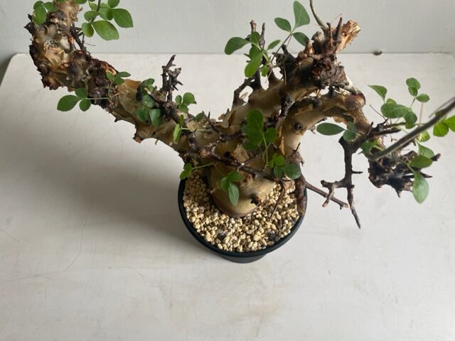 Commiphora kataf ver.turkanensis コミフォラ カタフターカネ Commiphora kataf ver.turkanensis コミフォラ カタフターカネ