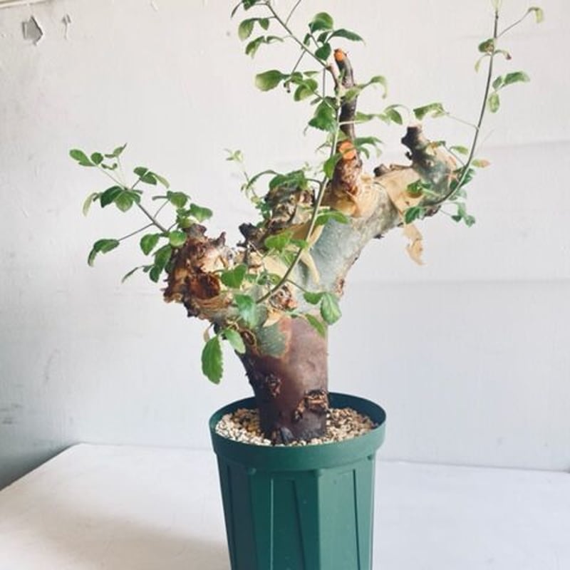 Commiphora kataf ver.turkanensis コミフォラ カタフターカネ
