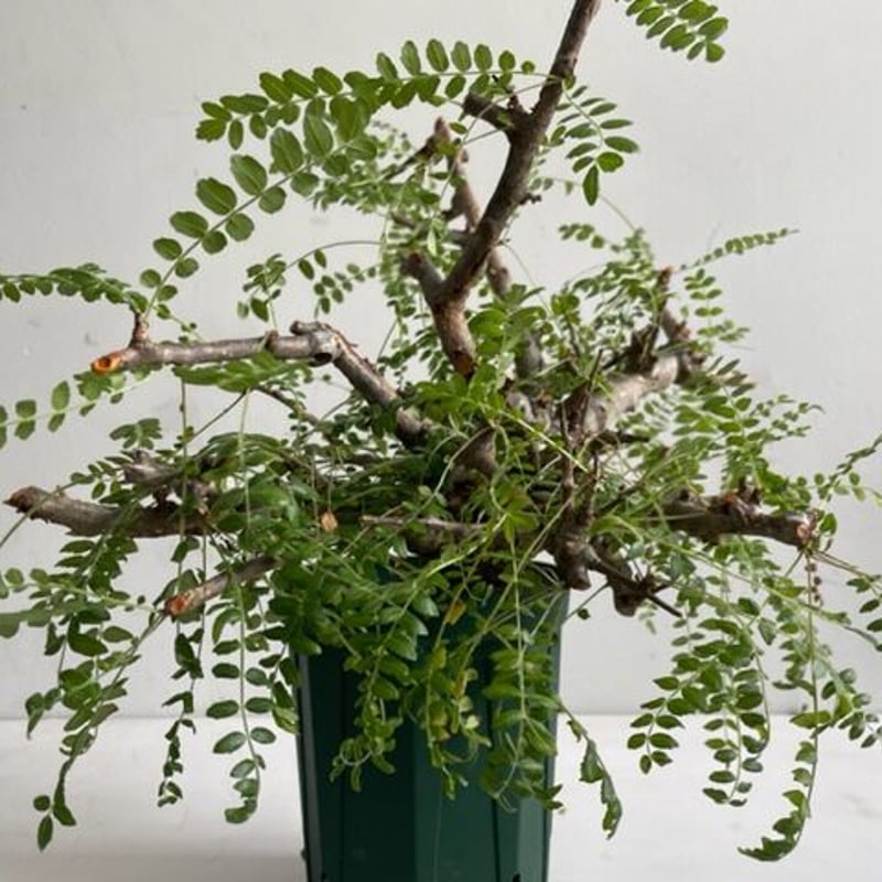 boswellia neglecta ボスウェリア ネグレクタ | Wild Fauna an