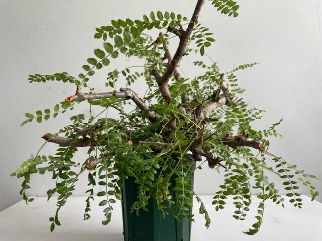 boswellia neglecta ボスウェリア ネグレクタ | Wild Fauna an