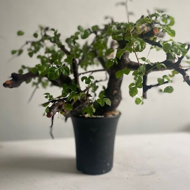 Commiphora boranensis コミフォラ ボラネンシス | Wild Fauna