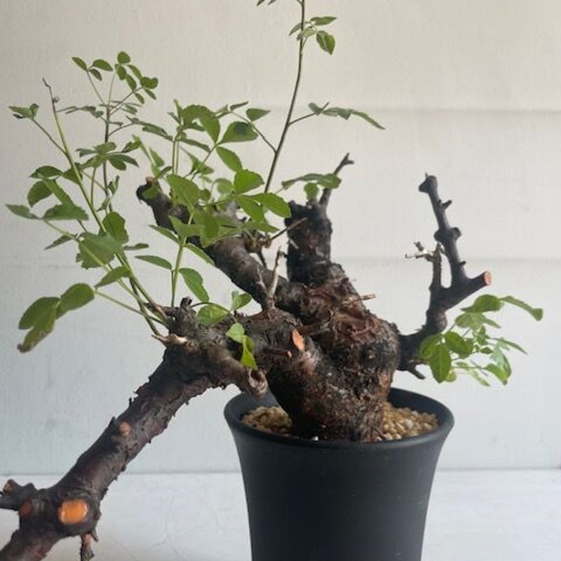 8/26値下げ　コミフォラ　ボラネンシス 8/26値下げ コミフォラ ボラネンシス 8/26値下げ コミフォラ