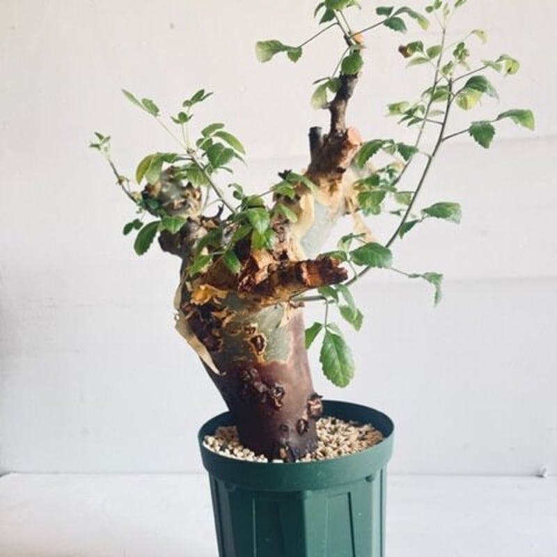 Commiphora kataf ver.turkanensis コミフォラ カタフターカネ