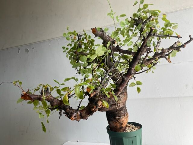 も*ま様 コミフォラ ボラネンシス Commiphora Boranensis Commiphora boranensis コミフォラ ボラネンシス | Wild Fauna
