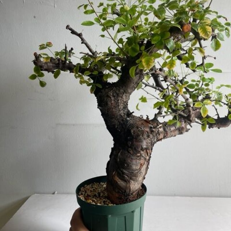 Commiphora boranensis コミフォラ ボラネンシス | Wild Fauna