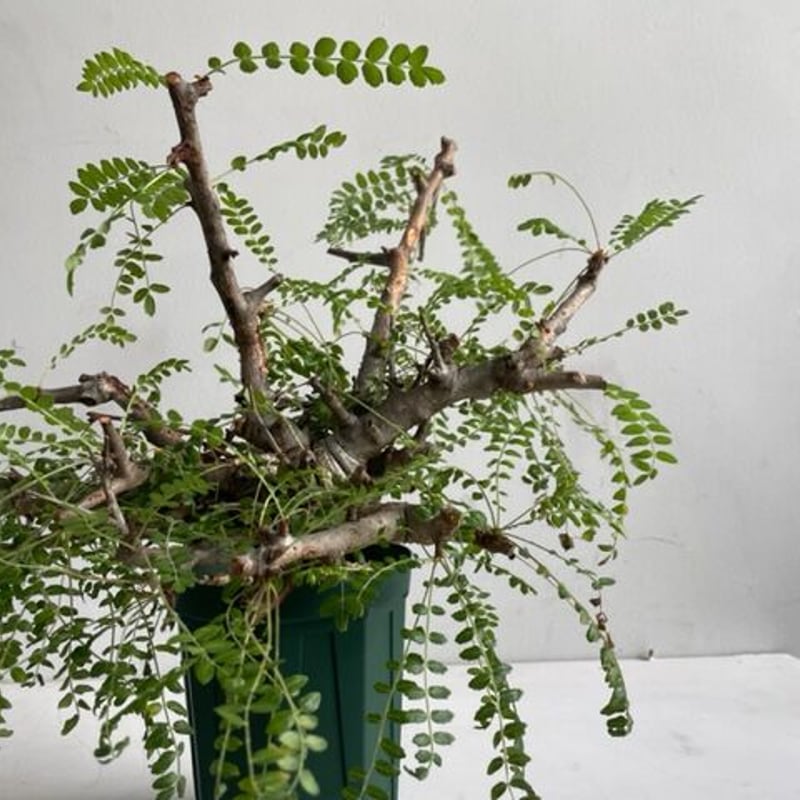 boswellia neglecta ボスウェリア ネグレクタ | Wild Fauna an