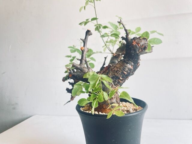 Commiphora boranensis コミフォラ ボラネンシス | Wild Fauna