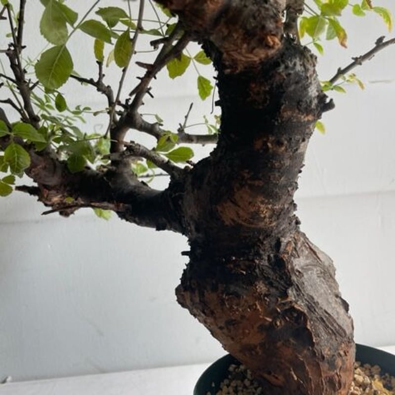 も*ま様 コミフォラ ボラネンシス Commiphora Boranensis fit=scale-down,w=1200