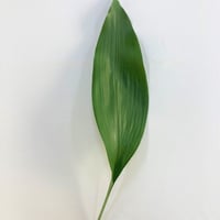 はらん