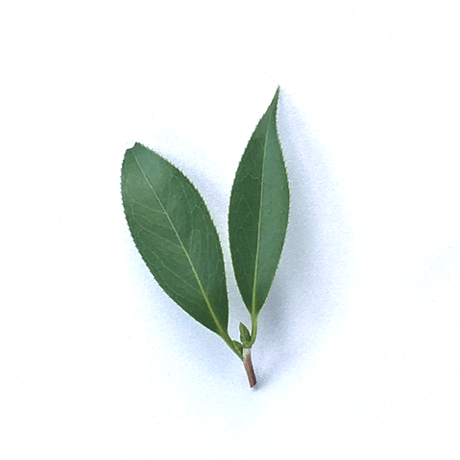 椿（2枚葉）