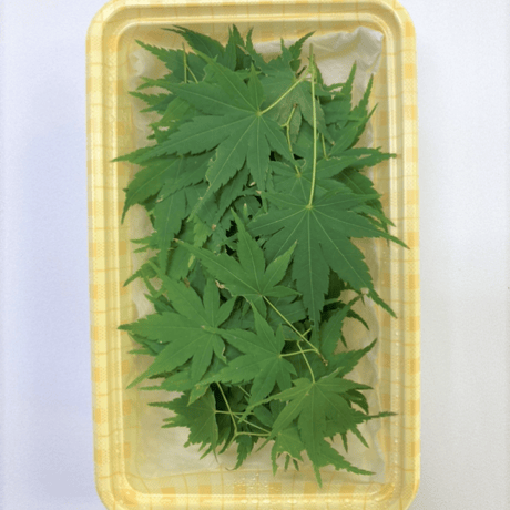 もみじ（2葉）