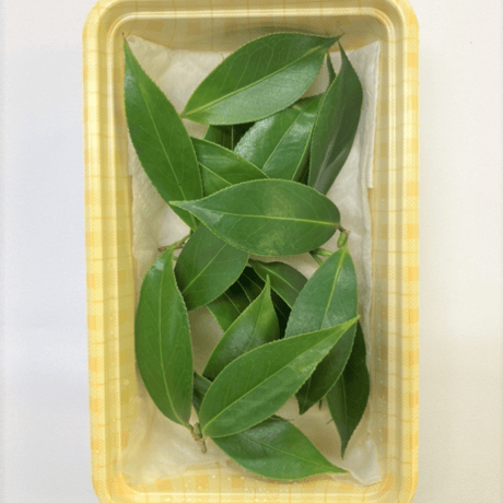 椿（2枚葉）