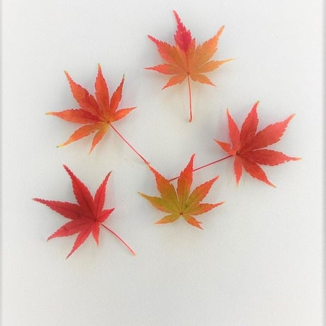 紅葉もみじ