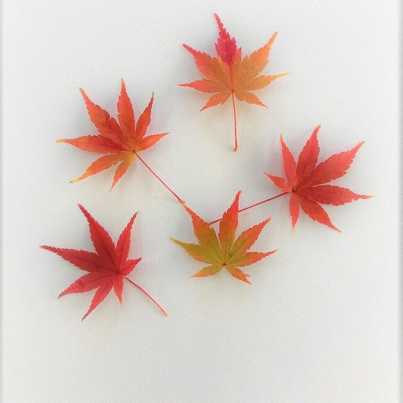 紅葉ページ 紅葉満開 | GANREF