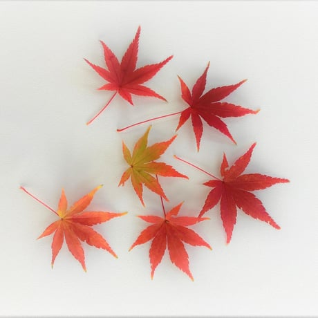 紅葉もみじ