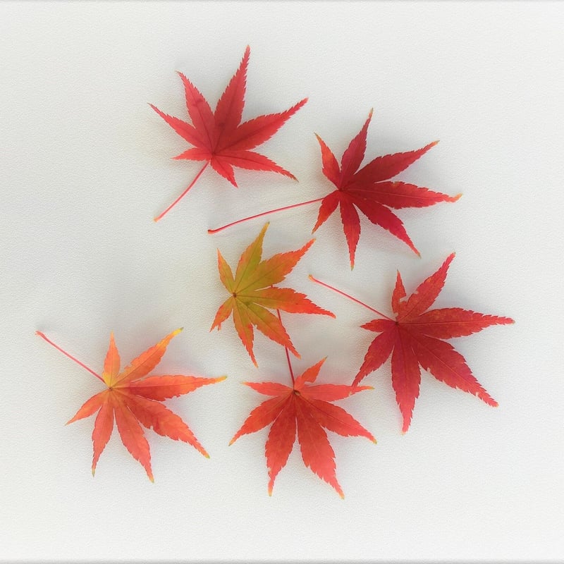 もみじ 紅葉もみじ | Freedom