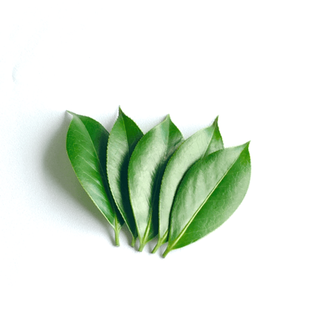 椿