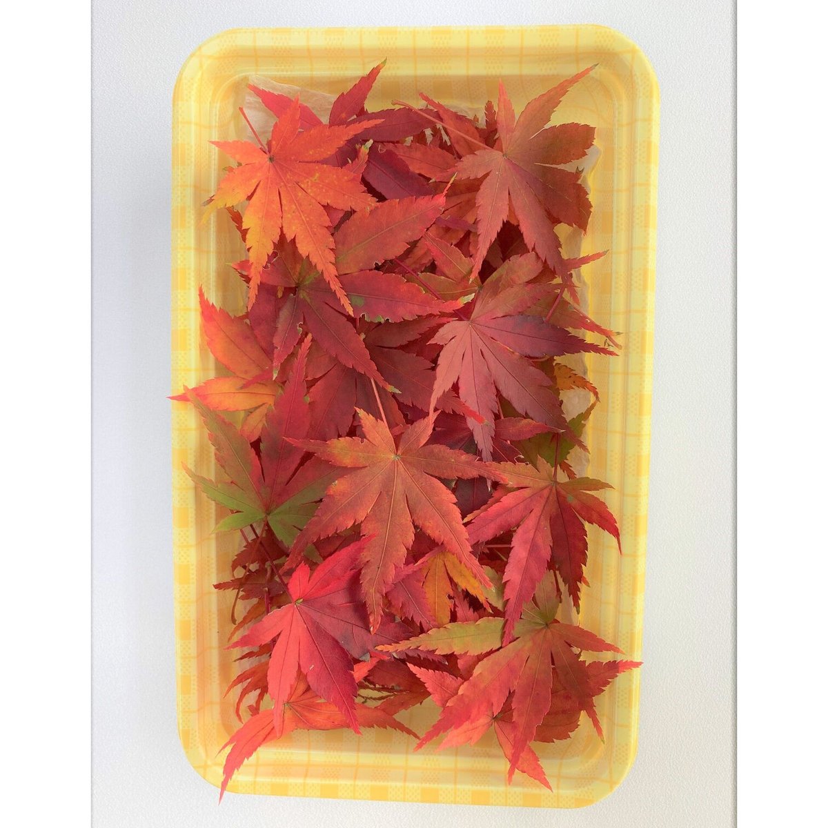 内祝咲耶 重箱二段  お重 じゅうばこ 朱 二羽鶴 紅葉 楓 もみじ 和柄 日本