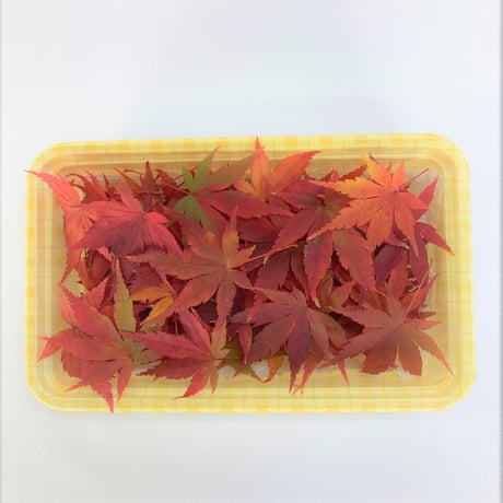 紅葉もみじ
