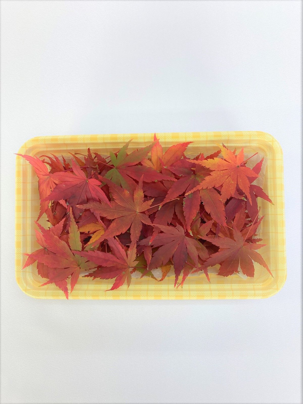 ぱんだもみじ 紅葉もみじ | Freedom