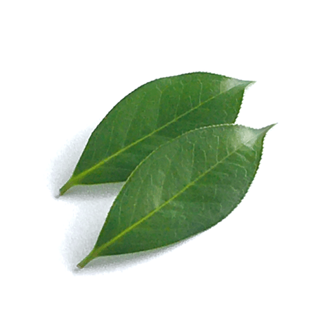 椿