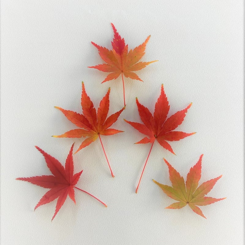 紅葉もみじ | Freedom