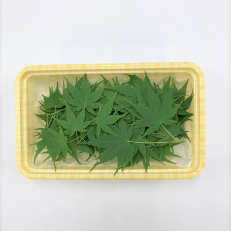 もみじ（2葉）