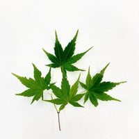 もみじ（大）４枝
