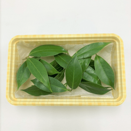 椿（2枚葉）