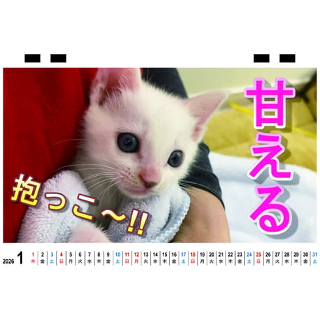 【予約販売】 あお&ハク・シネマ AO&HAKU 猫 2026年 卓上全面 カレンダー TC26061