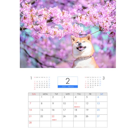 【予約販売】 柴犬むぎ 2027年 壁掛け カレンダー KK27012
