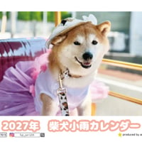 【予約販売】 柴犬 小雨 2027年 卓上 カレンダー TC27015