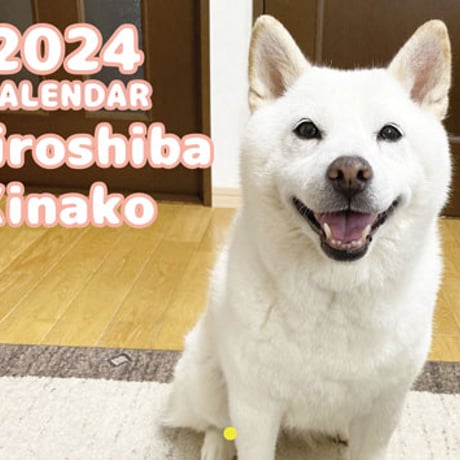 【予約販売】 白柴犬 きなこ 2024年 壁掛け カレンダー KK24255