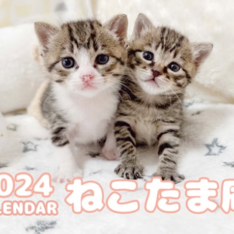 【予約販売】 猫のねこたま庵 2024年 壁掛け カレンダー KK24158