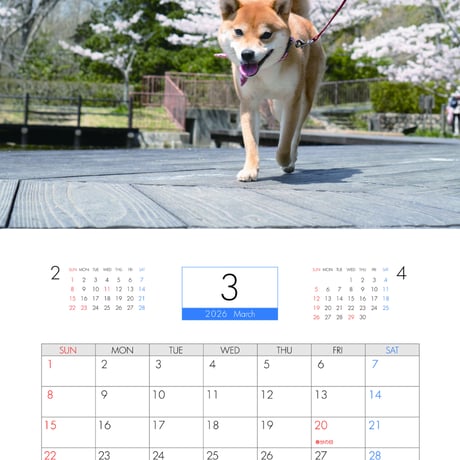 【予約販売】 柴犬 小夏 2026年 壁掛け カレンダー KA26317