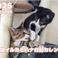 【予約販売】 保護猫イルカとハナ日記 2026年 壁掛けカレンダー KK26246