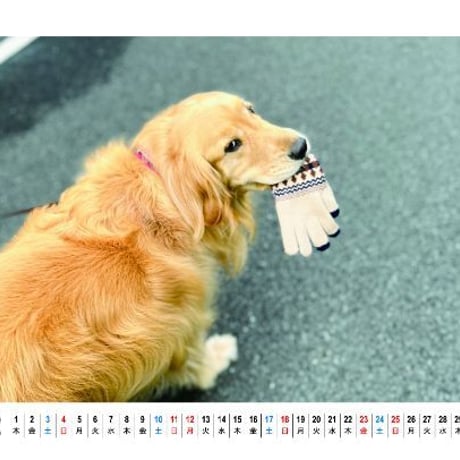 【予約販売】 ゴールデンレトリバー犬のコメ 2024年 卓上 カレンダー TC24267