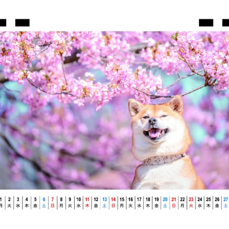 【予約販売】 柴犬むぎ 2027年 卓上 カレンダー TC27013