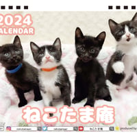 【予約販売】 猫のねこたま庵 2024年 卓上 カレンダー TC24159