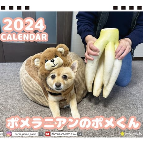【予約販売】 ポメラニアンのポメくん 2024年 卓上 カレンダー 犬 TC24318