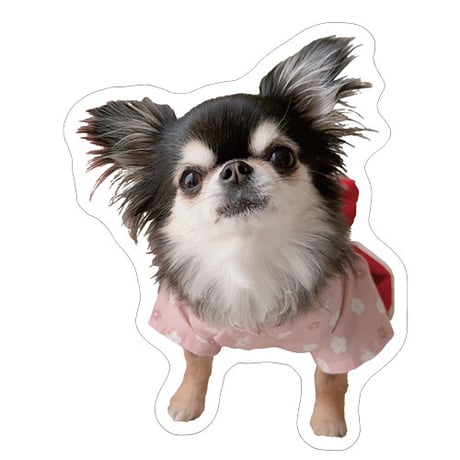 【予約販売】 チワワのUNI＆EBI 犬 ステッカー 3枚セット SU007NN