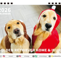 【予約販売】 コメ&イクラ ゴールデンレトリバー 犬 2026年 卓上半面 カレンダー TA26287