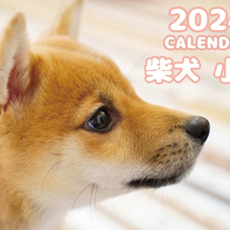 【予約販売】 柴犬 小夏 2024年 壁掛け カレンダー KK24105