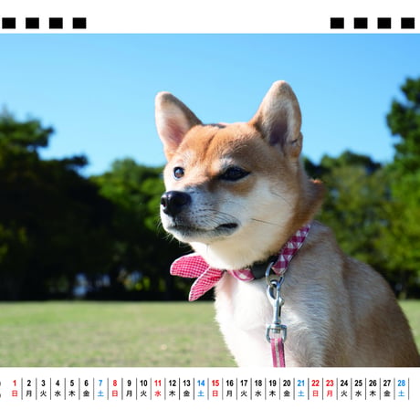 【予約販売】 柴犬 小夏 2026年 卓上 カレンダー TA26318