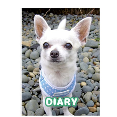 【予約販売】 チワワ犬のちわわん生活 2025年 日記帳 DR25031